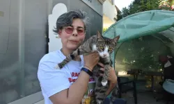 6 milyonda 1 görülen vaka: 'Erkek kedi doğum yaptı'