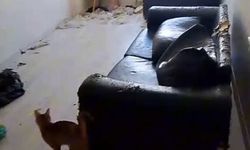 Savcılık kararıyla girilen çöp evdeki 6 kedi koruma altına alındı