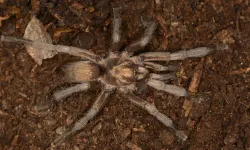 Türkiye'nin yeni tarantula türü tescillendi