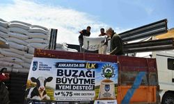 Üreticiye yüzde 75 hibeli buzağı büyütme yemi desteği