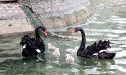 Ankara Kuğulu Park ailesi büyüyor