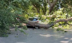 Asırlık çınar ağacı park halindeki otomobilin üzerine devrildi