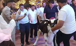 Takı töreninde damada altın yerine 'dana' hediye ettiler