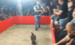 Hayvanları Koruma Derneği kurup horoz dövüştürdüler!