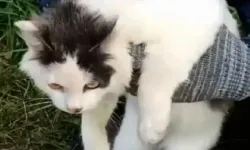 Cezaevine uyuşturucu taşıyan kedi yakalandı
