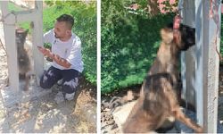 Çalınan köpek, elektrik direğinde asılı halde ölü bulundu! O anlar kamerada