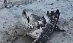 Üsküdar'da martıya eziyet eden şüpheli sınır dışı edilecek