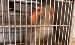Hatay'da sokakta bulunan maymun koruma altına alındı