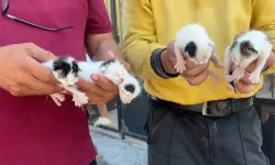 Mersin'de çöpteki ağzı bağlı poşetten 5 yavru kedi çıktı