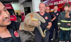 Otomobilde yılan çıktı; o anlar kamerada