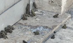 Sivas'ta sağanak sonrası ilçeyi kurbağa bastı!