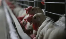 Fransa'da aşırı sıcaklar: 6 bin ton kümes hayvanı öldü
