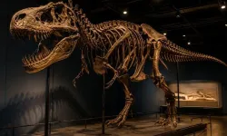 T-rex iskeleti 50,1 milyon dolara satılarak rekor kırdı