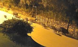 Yaban domuzu sürücü şehir merkezine indi