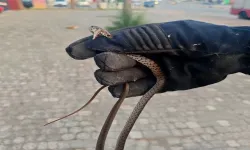Sıcaktan o kentte yılanlar sokakta geziyor, evlere giriyor! Her gün 10 ihbar var