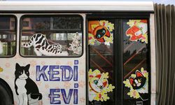 Ankara Büyükşehir Belediyesi'nden kedilere özel merkez