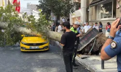 Araçların üzerine ağaç devrildi, yol trafiğe kapatıldı