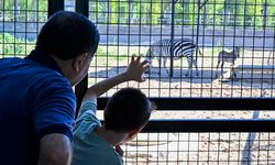 Atatürk Çocukları ve Doğal Yaşam Parkı'nda yavru zebra sevinci