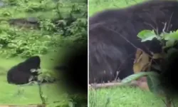 Ayı, 2 kardeşi yedi!