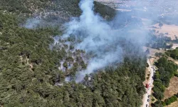 Bolu’da orman yangını!