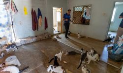 ‘Çöp ev’ ihbarı için gidilen adresten 100 kedi çıktı!