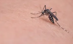Dang Virüsü nedir? Dang Virüsü belirtileri neler?