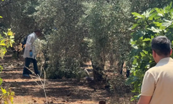 Zeytinlik alanda elleri arkadan bağlı olan bir genç ölü olarak bulundu