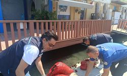 İzmir’de yasa dışı yollarla avlanılan 560 kilo kara midyeye el konuldu