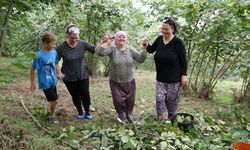 Karadeniz'de horonlu türkülü fındık hasadı!