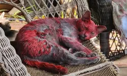 Kırmızı kedi endişe yarattı: Ekipler peşinde