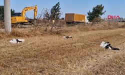 30 leylek elektrik direklerinde akıma kapılarak öldü