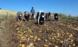 Patates tarlada 10, pazar ve marketlerde 40 lira!