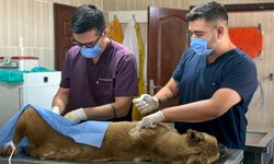 Sincan’da sahipsiz hayvanlar için kapsamlı bakım ve rehabilitasyon çalışması