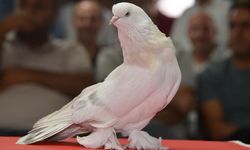 Bu güvercinin fiyatı lüks otomobilden pahalı!