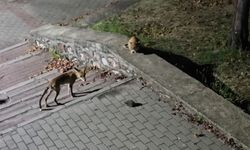 Parkta tilki, kedi ve kirpi karşı karşıya geldi! O anlar kamerada