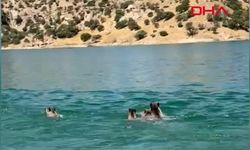 Baraj gölünü yüzerek geçen yaban domuzu sürüsü kamerada