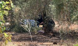 Antalya'da sır ölüm: Zeytinlikte elleri arkadan bağlı ceset bulundu