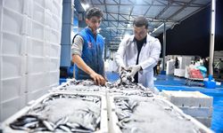 ABB'den Balık Hali'nde sıkı denetim