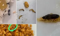 Aydın KYK'da öğrenci yemeğinden böcek çıktı!