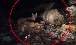 Bingöl’de ayı ve kurtlar, çöpten yiyecek ararken görüntülendi