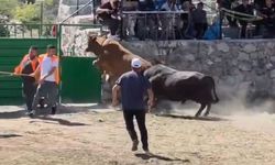Yenileceğini anlayan boğa kapı üzerinden arenanın dışına atladı! O anlar kamerada