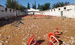 Hortumda zarar gören çiftliklerdeki 20 bin civciv öldü