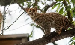 Bolivya’da yeni kedi türü keşfedildi