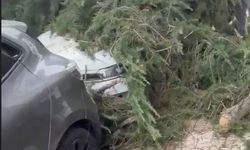 Maltepe’de kesilen ağaç 2 otomobilin üzerine devrildi