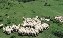 Türkiye’nin Küçükbaş hayvan sayısı 60,8 milyona ulaştı
