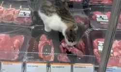 Bursa'da kasap reyonunda kedi et yerken görüntülendi!