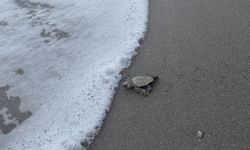Belek'te 100 bin caretta yavrusu denize ulaştı