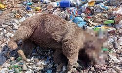 Bingöl’de 3 bozayının öldürülmesine ilişkin çalışma başlatıldı