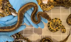 Kapıkule'de kaçak sokulmak istenen 67 piton yılanı ele geçirildi