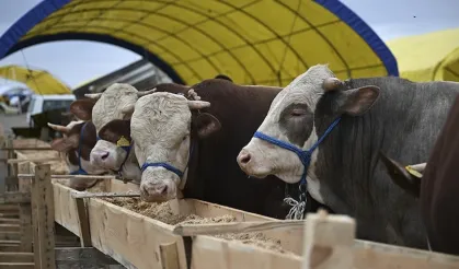 İl il kurban fiyatları belli oldu